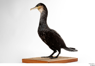  Double-crested cormorant Phalacrocorax auritus whole body 0002.jpg